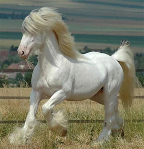 White Horse Horses Most Beautiful Horses Rare Horses