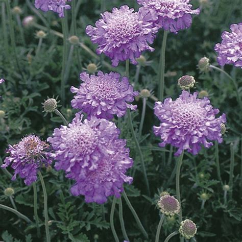 Pincushion Flower Small Scabious Dove Pincushions Scabiosa