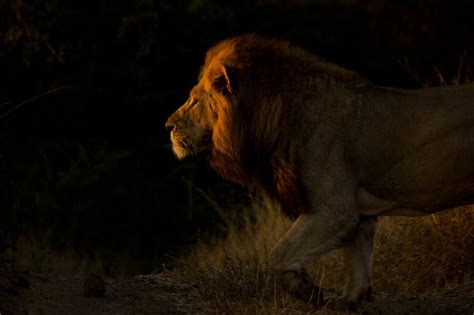 Staring Into The Sun A Male Lions Eagerly Awaits The Warmth Of The