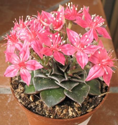 Piante di pomodori tondi a grappolo ibridi con frutto molto sodo che completa la maturazione del grappolo intero tutti assieme adatto alla cottura alla griglia. Pianta Grassa Con Fiori Gialli A Grappolo - Piante da vaso: Guzmania, Guzmania cardinalis ...