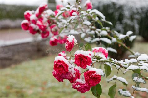 Garden Roses In The Snow Stock Image Image Of Christmas 103804861