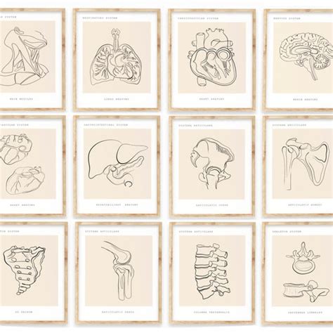 Human Anatomy Art Printsmedical Wall Art Set Anatomy Art Etsy Canada