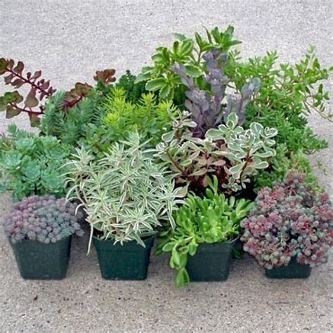 Hardy Succulent Sedum Collection Pack Of Five Evergreen Hardy Plants Perfect Ground Cover