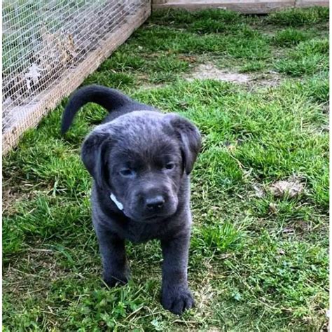 Great puppy to add to your family. 3 AKC charcoal female with silver female lab puppies for ...