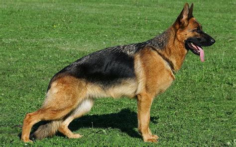 German shepherd dog (medium coat). Rules of the Jungle: German shepherd dogs