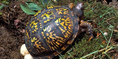 Kura kura adalah salah satu jenis hewan reptil. Cara Menetaskan Telur Kura-Kura Secara Mudah dan Efektif ...