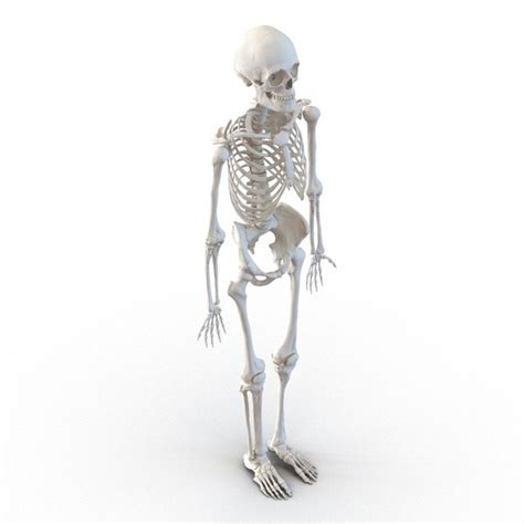 Human Male Skeleton 3d C4d