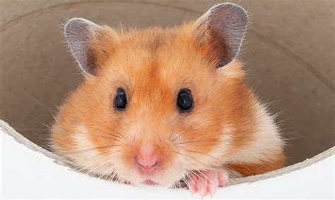 Learn More About Your Pet Hamster Omlet Blog Us