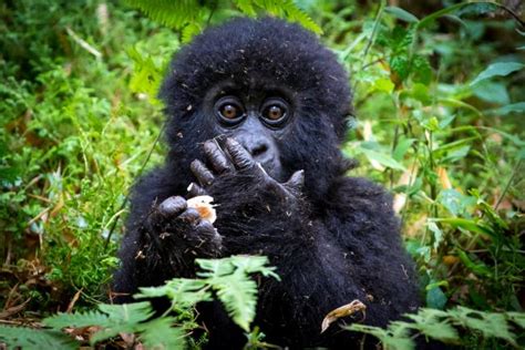 Top 10 Facts About Mountain Gorillas Wwf
