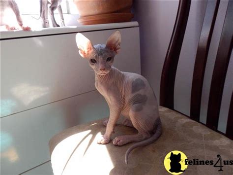 Sphynx Kitten For Sale Adorable Hairless Donskoy Sphynx Kittens 9 Yrs