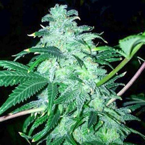 22 Female Cannabis Seeds By The Cali Connection Seed Fantasy