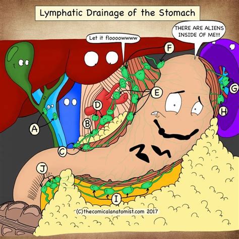 Stomach Archives The Comical Anatomist Basic Anatomy And Physiology