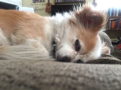 This Is Frankie He Is A Papillon Mixed With A Long Hair Chihuahua