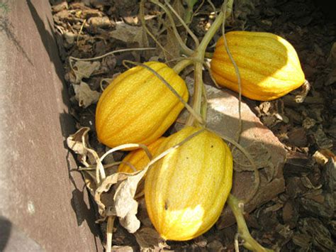 Maybe you would like to learn more about one of these? Gardenerd: Organic Edible Gardening | Harvesting Delicata