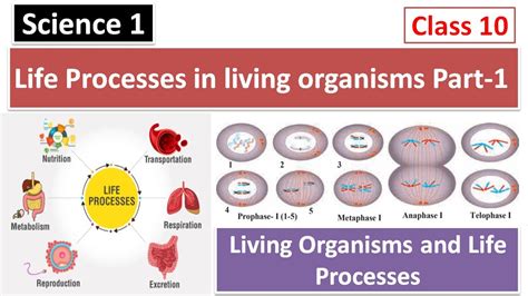 Science 2 Life Processes In Living Organisms Part 1 Youtube