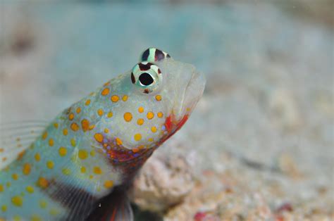 Sleeper Blue Dot Goby Fish And Coral Store