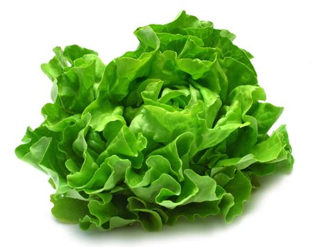 Different Types Of Lettuce Plants