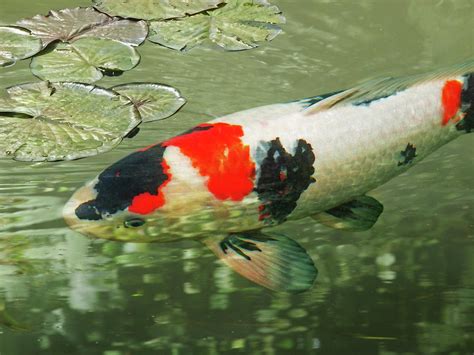 Tranquility Red And Black Japanese Koi Fish Photograph By Gill