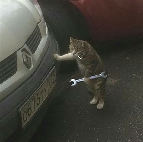 Psbattle This Mechanic Cat Holding A Wrench Gatos Imágenes