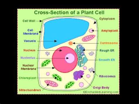 Plant cells are more complicated and exciting than you might think!this video shows you the structure of the plant cell. Plant Cell - YouTube