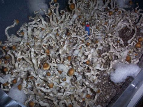 Commonly called shrooms, magic mushrooms, golden halos, cubes, or gold caps, it belongs to the fungus family hymenogastraceae and was previously known as stropharia cubensis. Psilocybe Cubensis "B+" on wheat to verm, single tub ...