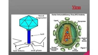 Science Chapter Ppt Ppt