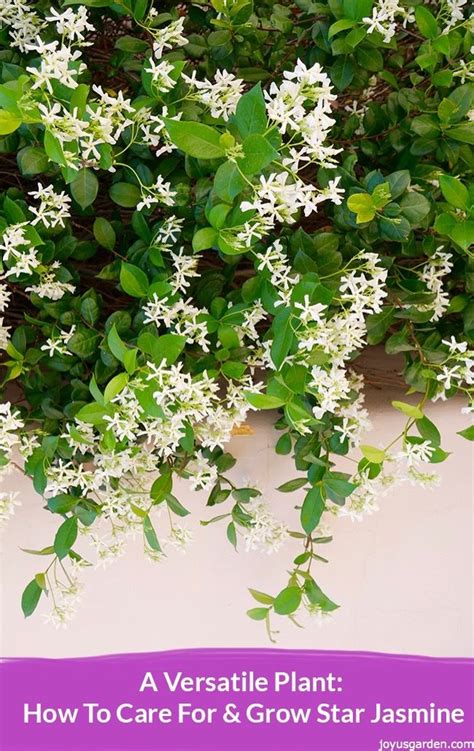 It is no wonder we use jasmine so profusely in perfumery! Star Jasmine Care and Growing Tips | Jasmine plant, Garden ...