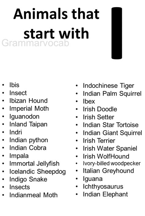 Animals That Begin With I: Interesting Facts - GrammarVocab