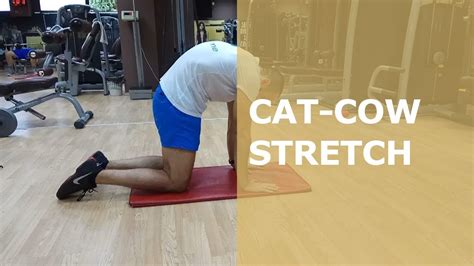 Cat Cow Stretch Youtube