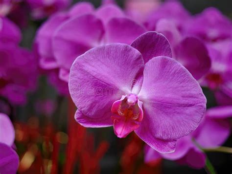 Natural Form Of Magenta Purple Orchid Flower In Blurred Background