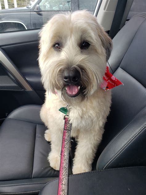 Dog owners reminded to license their pets - LocalNews1.org