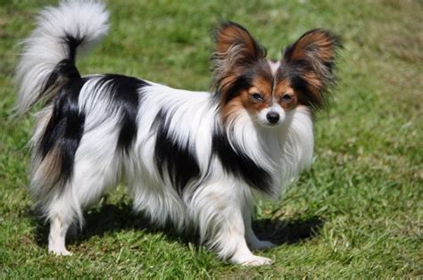 Papillon Dog Breed Cutest And Smartest T For Everyone
