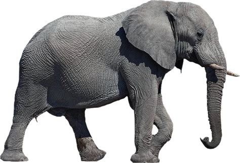 Elephant Png