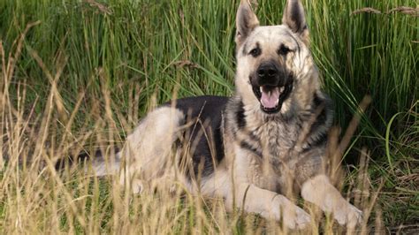 American Alsatian A Complete Breed Information The Canine Buddy