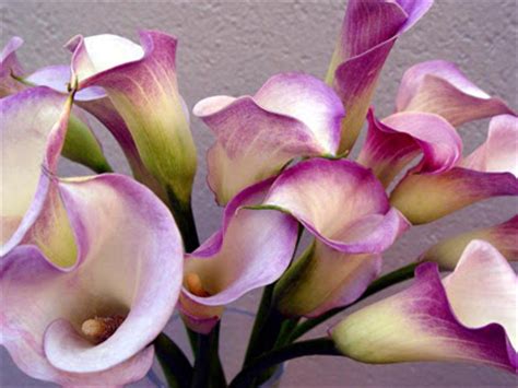 Native to south africa, calla lilies deserve a spot in the garden or at home. Flower Homes: Calla Lily Flowers