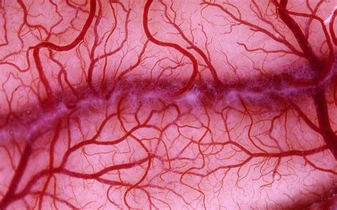 Fractal Of The Week Blood Vessels The Art Of Nature