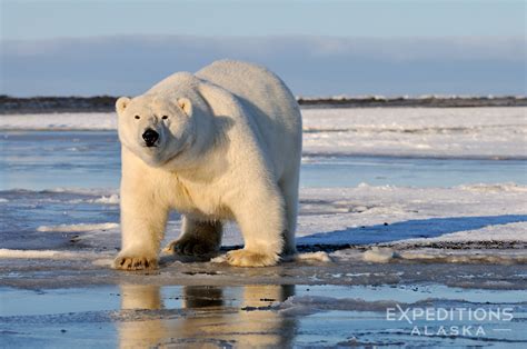 Alaska Polar Bear Photo Tour Arctic Polar Bear Phototour