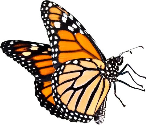 Transparent Background Monarch Butterfly Clipart Full