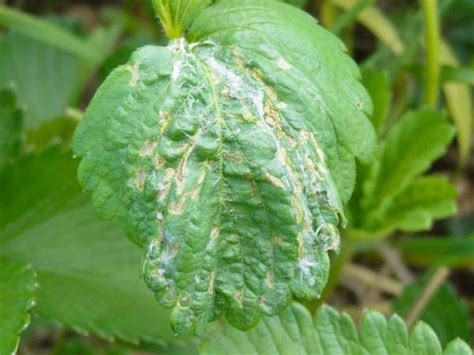 http://www.extension.umn.edu/garden/diagnose/plant/fruit/strawberry/leavesdistorted.html