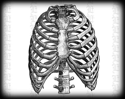 Function of the rib cage. Human Rib Cage Front View Medical Anatomy Study Vintage Clip