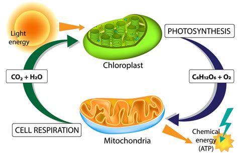 5a1 Respiration HumanBio