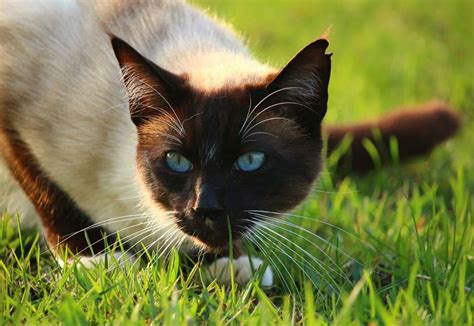 Schönen katzen baby katzen wilde katzen siamesische katze siam kätzchen süße katzen bilder katzenrassen niedliche tierbilder. Siamkatze Charakter, Haltung und Pflege mit Bildern und ...