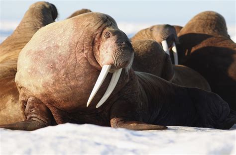 Photos Melting Ice Forces 35000 Pacific Walruses To Haul Out Onshore
