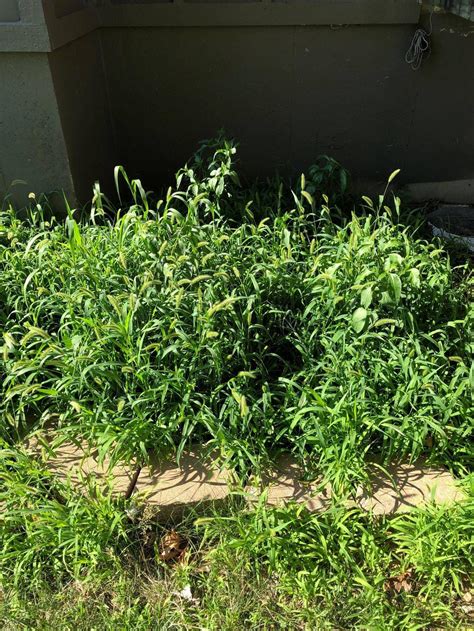 Typically invasive, weeds rob vegetable plants of resources needed for growth, including nutrients, water and sunlight. vegetables - How can I get rid of weeds in my garden ...