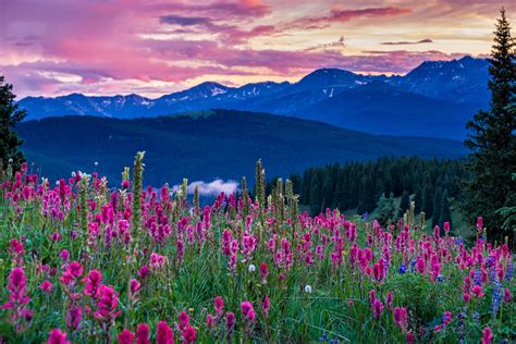 Colorados Best Wildflower Hikes Principles And Interest
