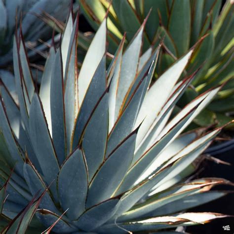 Agave Blue Glow — Green Acres Nursery And Supply