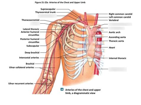The trunk or chest area of the body comprises about 43% of body weight. Diagram Of Upper Chest Area - Human Chest Anatomy Images Stock Photos Vectors Shutterstock ...
