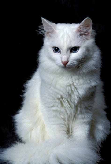 Female Turkish Angora Named Missy Angora Cats Turkish Angora Cat