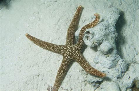 Starfish Pictures Photos And Images Of Animals Science For Kids