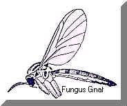 You blind guides, who strain out a gnat and swallow a camel! Small Flies, drain flies, gnats, kill flies, FRUIT FLIES ...